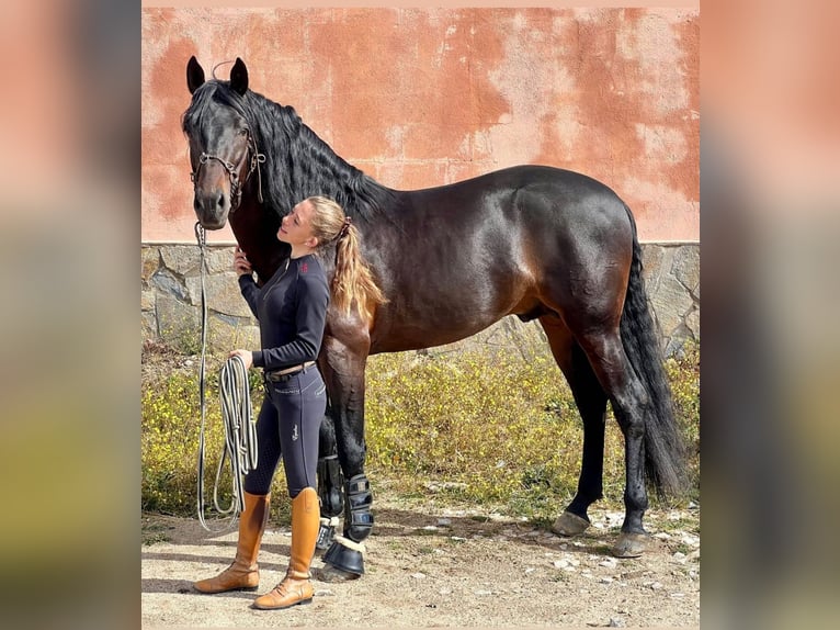 PRE Mestizo Caballo castrado 7 años 163 cm Castaño oscuro in Fresnedillas De La Oliva