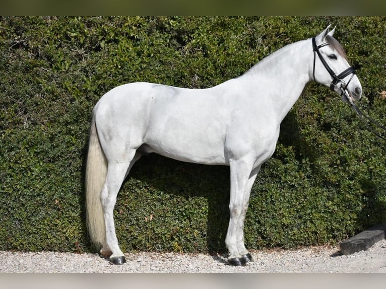 PRE Mestizo Caballo castrado 7 años 163 cm Tordo in Barcelona