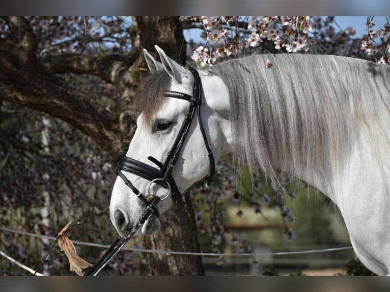 PRE Mestizo Caballo castrado 7 años 163 cm Tordo in Barcelona