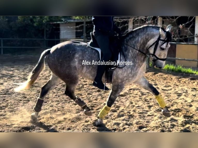 PRE Mestizo Caballo castrado 7 años 163 cm Tordo in Sevilla