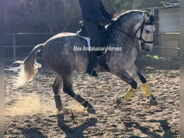 PRE Mestizo Caballo castrado 7 años 163 cm Tordo in Sevilla