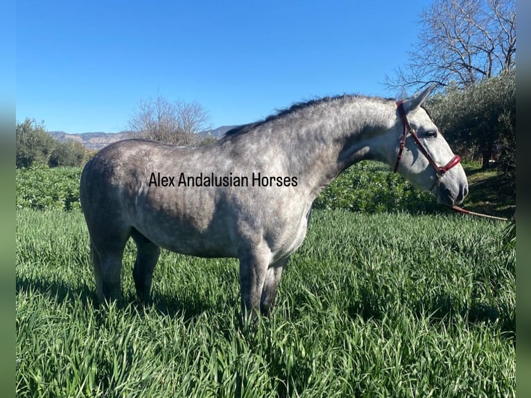 PRE Mestizo Caballo castrado 7 años 163 cm Tordo in Sevilla