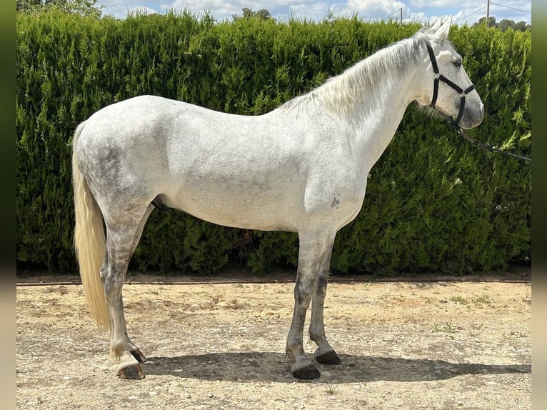 PRE Mestizo Caballo castrado 7 años 163 cm Tordo in Torrente