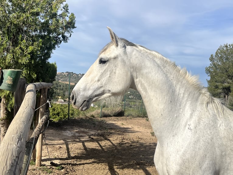 PRE Mestizo Caballo castrado 7 años 163 cm Tordo in Torrente