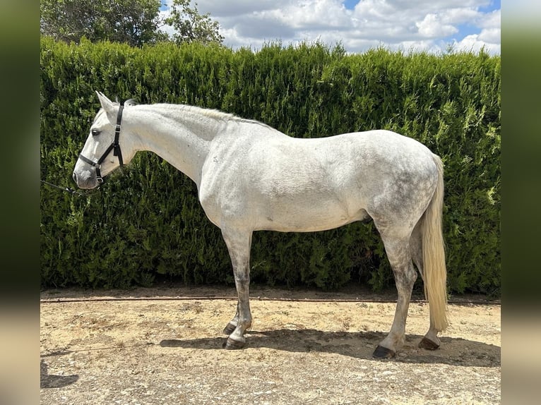 PRE Mestizo Caballo castrado 7 años 163 cm Tordo in Torrente