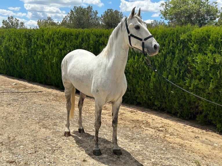 PRE Mestizo Caballo castrado 7 años 163 cm Tordo in Torrente