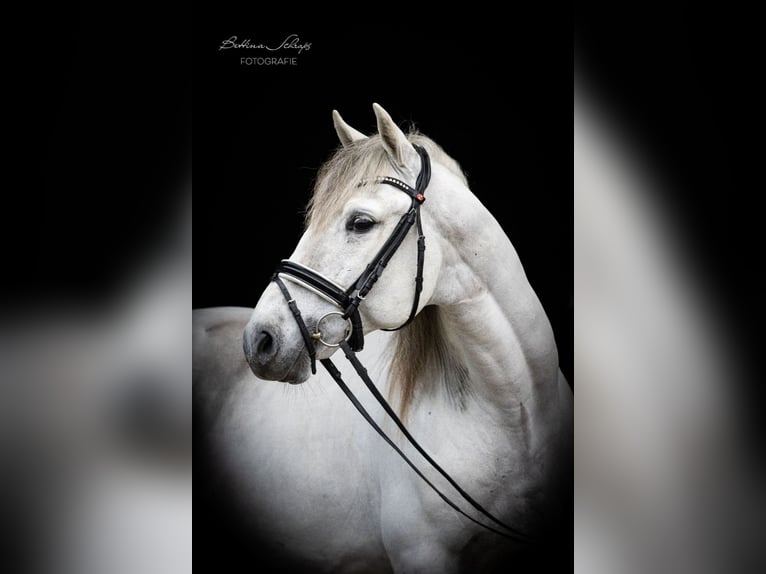 PRE Mestizo Caballo castrado 7 años 163 cm Tordo in Herbstein