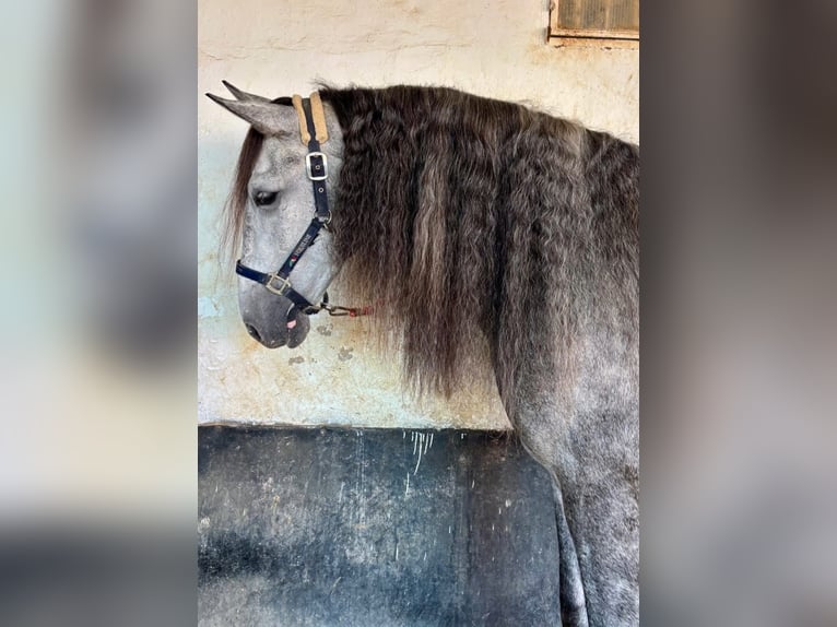 PRE Caballo castrado 7 años 163 cm Tordo rodado in Vejer de la Frontera