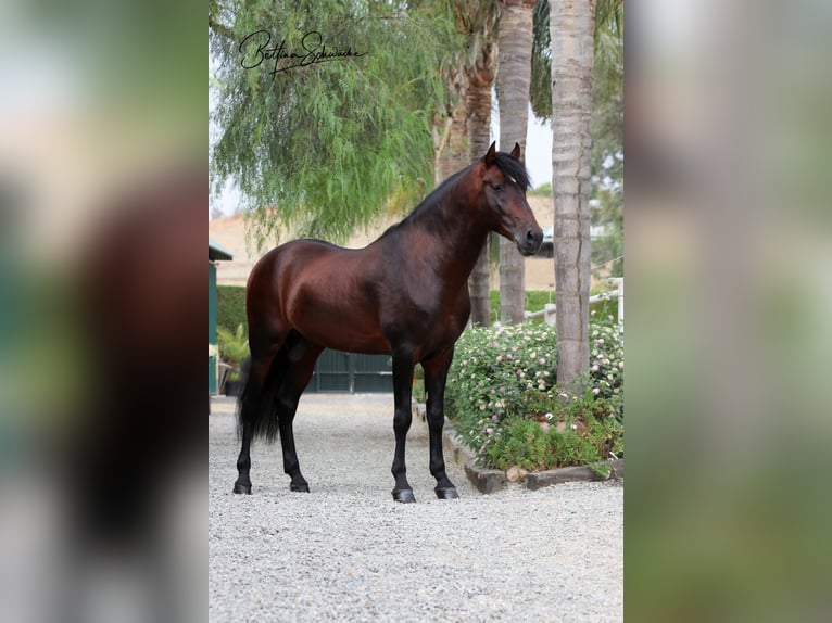 PRE Caballo castrado 7 años 164 cm Castaño in Bruchhausen-Vilsen