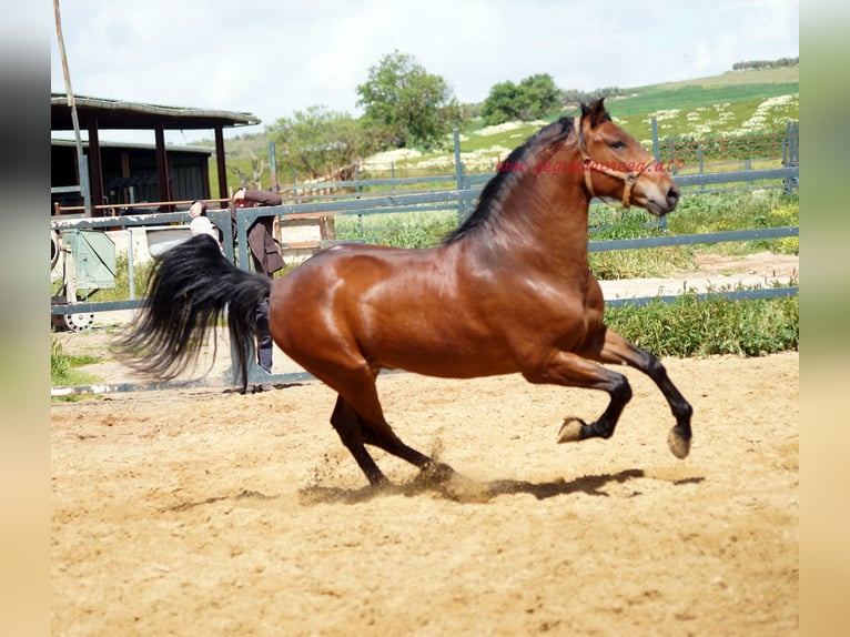 PRE Caballo castrado 7 años 164 cm Castaño in Pruna/Sevilla
