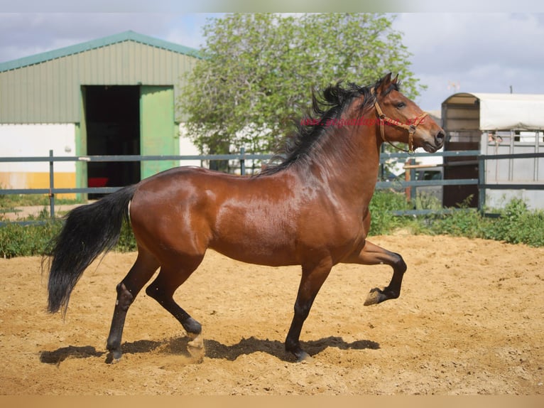 PRE Caballo castrado 7 años 164 cm Castaño in Pruna/Sevilla