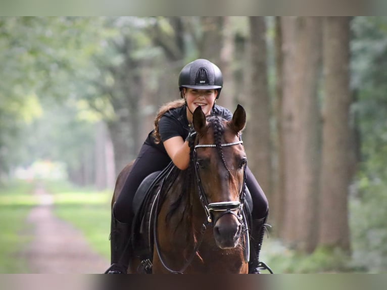 PRE Mestizo Caballo castrado 7 años 164 cm Castaño in Sm