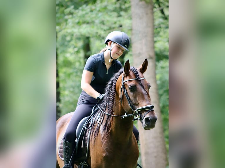PRE Mestizo Caballo castrado 7 años 164 cm Castaño in Sm
