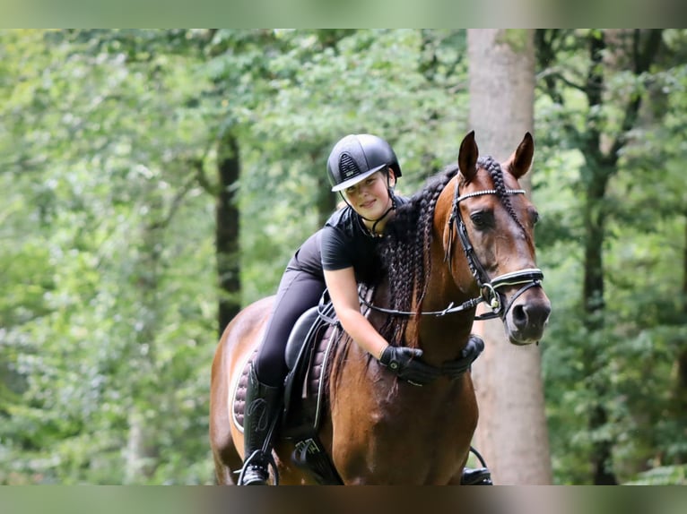 PRE Mestizo Caballo castrado 7 años 164 cm Castaño in Sm