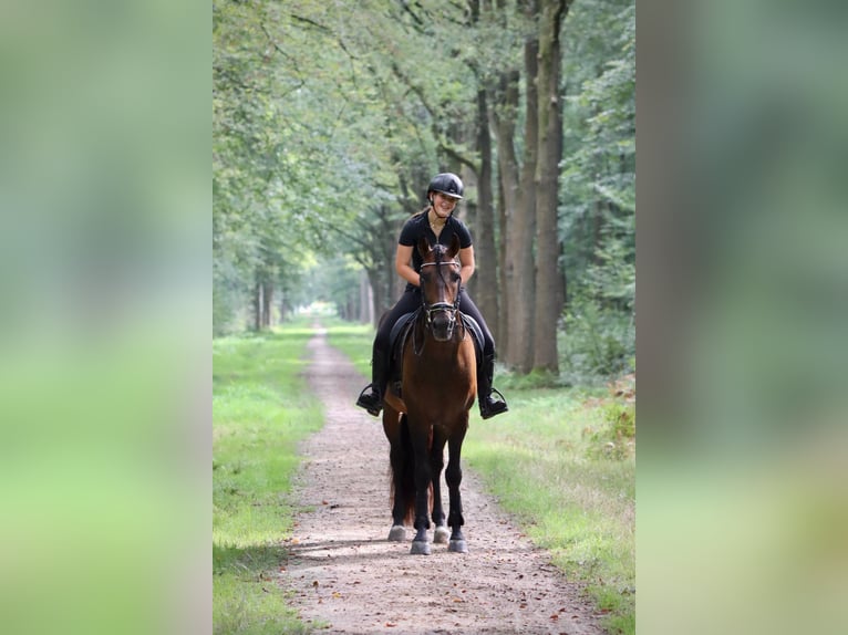 PRE Mestizo Caballo castrado 7 años 164 cm Castaño in Sm