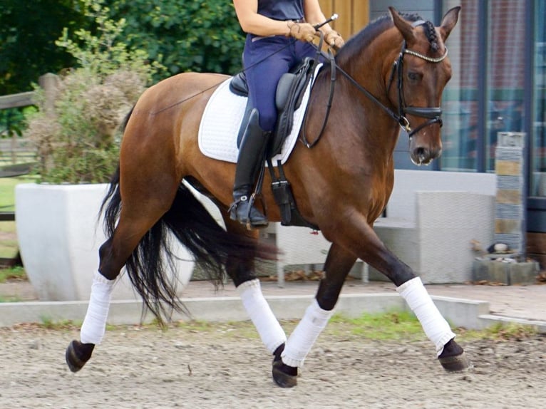 PRE Mestizo Caballo castrado 7 años 164 cm Castaño in Navas Del Madroño