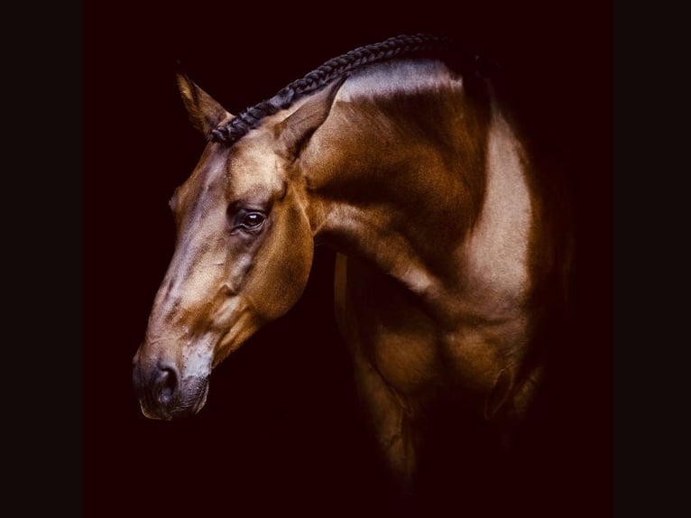 PRE Mestizo Caballo castrado 7 años 164 cm Castaño in Navas Del Madroño