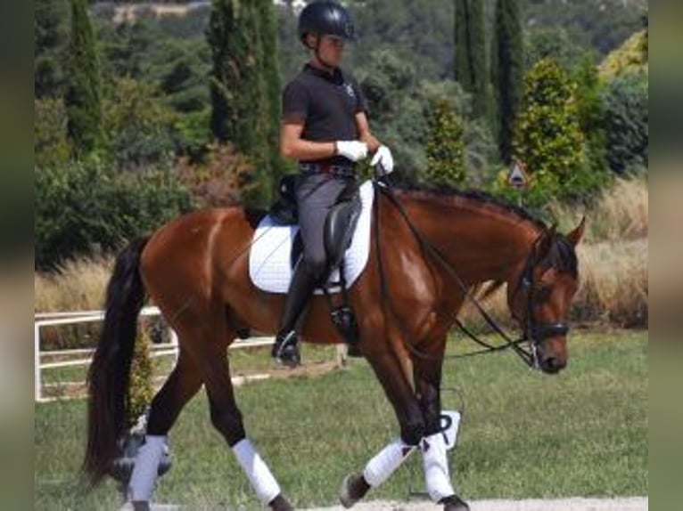 PRE Mestizo Caballo castrado 7 años 164 cm Castaño rojizo in BARCELONA