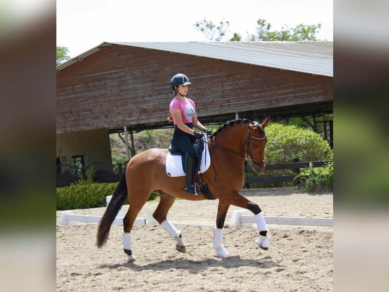 PRE Caballo castrado 7 años 164 cm Castaño rojizo in Polinya