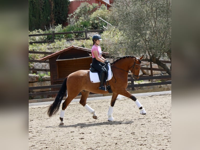 PRE Caballo castrado 7 años 164 cm Castaño rojizo in Polinya