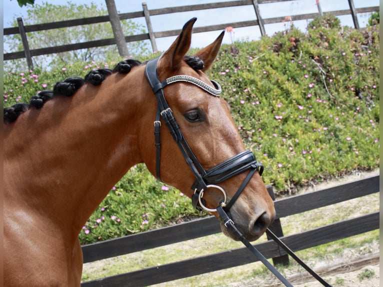 PRE Caballo castrado 7 años 164 cm Castaño rojizo in Polinya