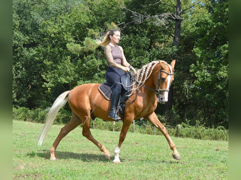 PRE Caballo castrado 7 años 164 cm Palomino in Seefeld