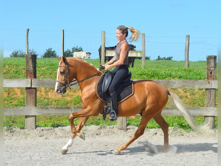 PRE Caballo castrado 7 años 164 cm Palomino in Seefeld