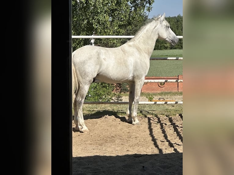 PRE Caballo castrado 7 años 164 cm Tordo in &#x141;&#xF3;d&#x17A;