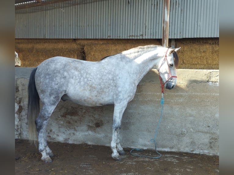 PRE Caballo castrado 7 años 164 cm Tordo in Sutullena