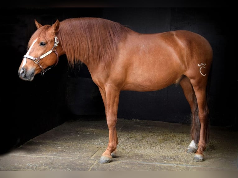 PRE Mestizo Caballo castrado 7 años 165 cm Alazán in Wildenbruch