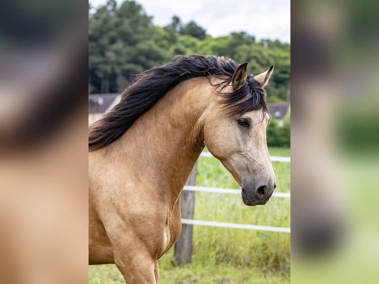 PRE Mestizo Caballo castrado 7 años 165 cm Bayo in Le Mans