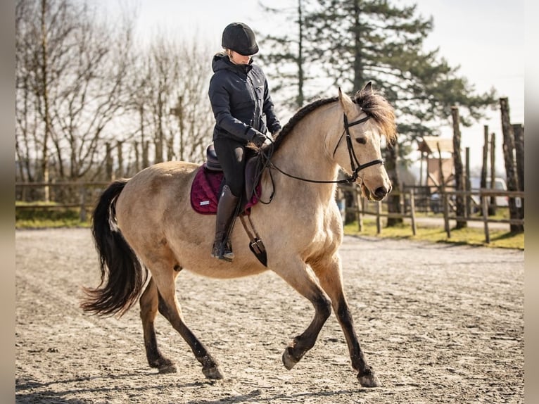 PRE Mestizo Caballo castrado 7 años 165 cm Bayo in Le Mans