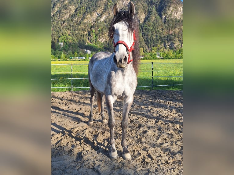 PRE Caballo castrado 7 años 165 cm  in Münster