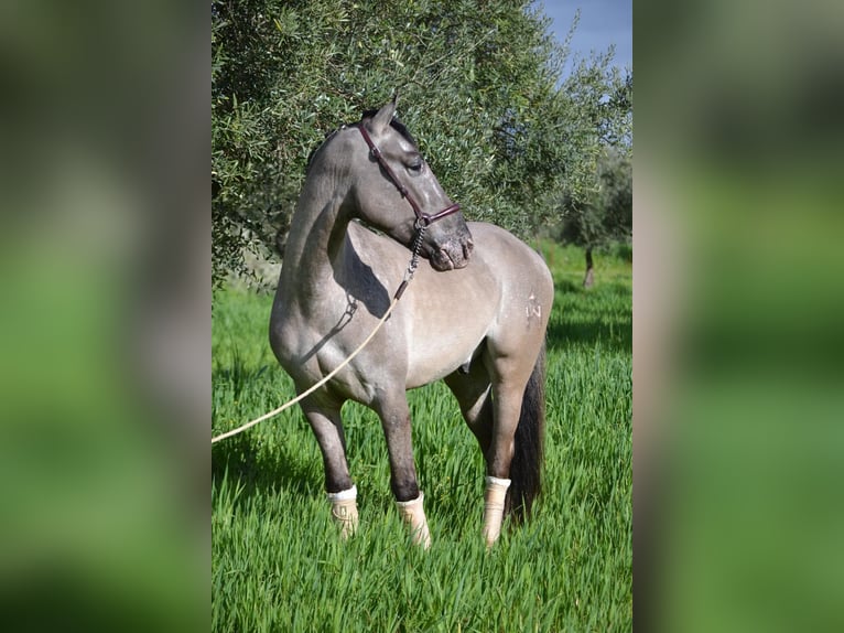 PRE Caballo castrado 7 años 165 cm  in Westendorf