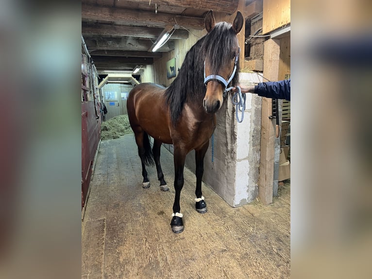 PRE Mestizo Caballo castrado 7 años 165 cm Castaño oscuro in Oy-Mittelberg