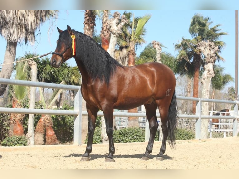 PRE Mestizo Caballo castrado 7 años 165 cm Castaño oscuro in Oy-Mittelberg