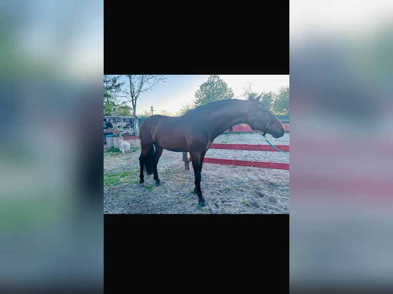 PRE Mestizo Caballo castrado 7 años 165 cm Castaño oscuro in Mannheim