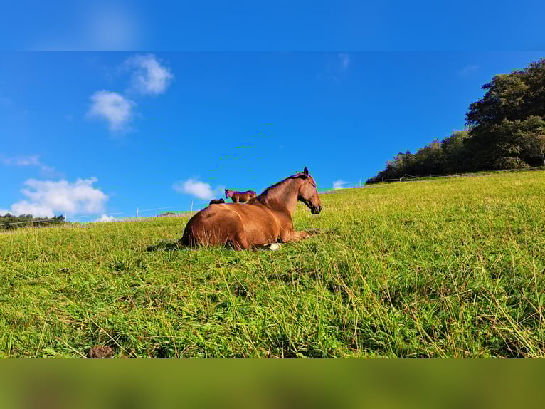 PRE Mestizo Caballo castrado 7 años 165 cm Castaño in Oberzent