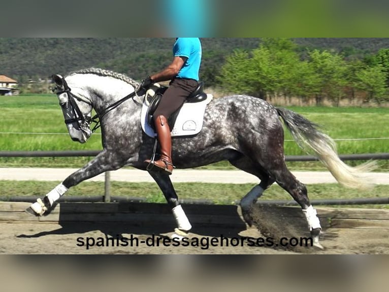 PRE Caballo castrado 7 años 165 cm Tordo in Barcelona