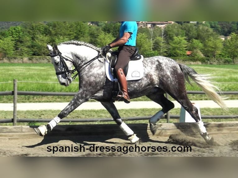 PRE Caballo castrado 7 años 165 cm Tordo in Barcelona