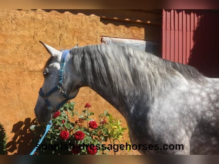 PRE Caballo castrado 7 años 165 cm Tordo in Barcelona