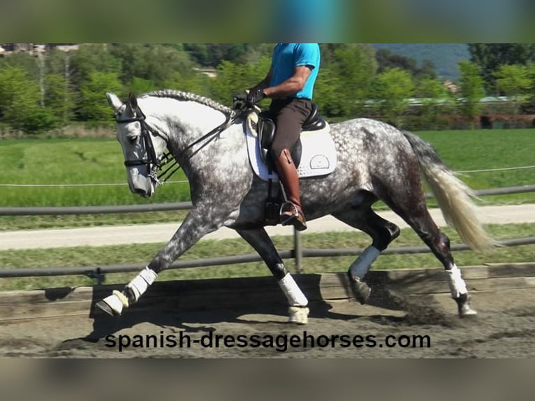 PRE Caballo castrado 7 años 165 cm Tordo in Barcelona