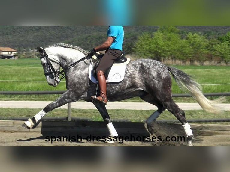 PRE Caballo castrado 7 años 165 cm Tordo in Barcelona