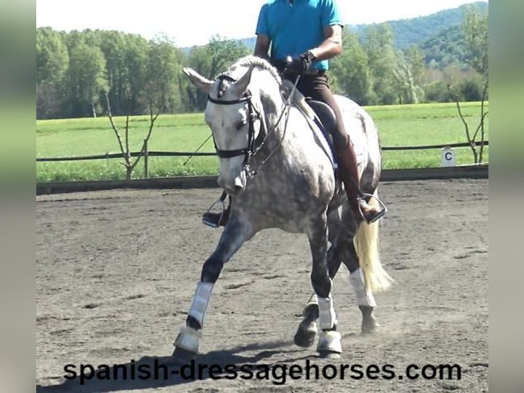 PRE Caballo castrado 7 años 165 cm Tordo in Barcelona