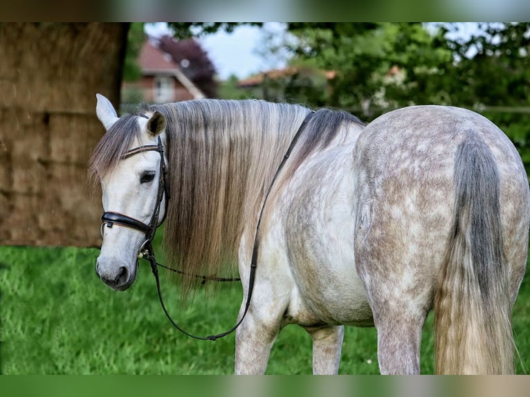 PRE Mestizo Caballo castrado 7 años 165 cm Tordo in Verden (Aller)