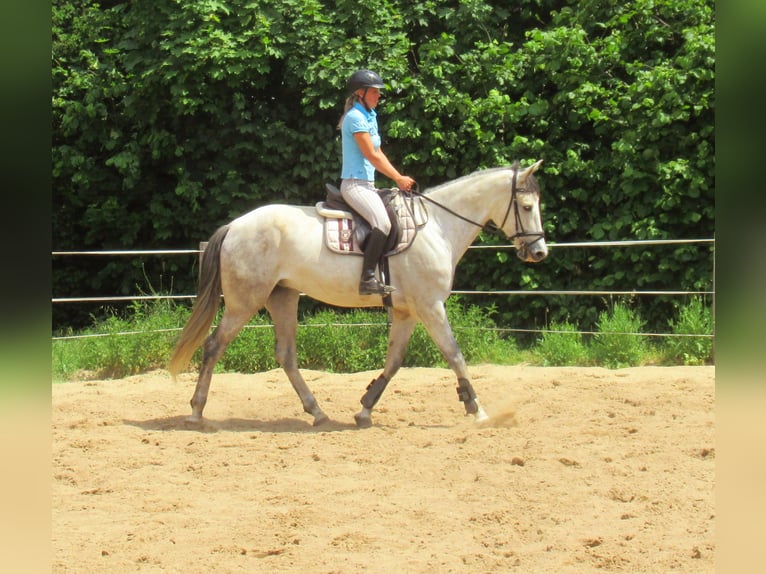 PRE Mestizo Caballo castrado 7 años 165 cm Tordo in Velpke