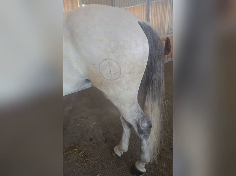 PRE Caballo castrado 7 años 165 cm Tordo in Chiari