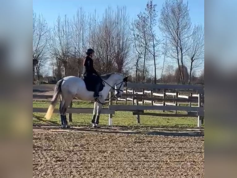 PRE Caballo castrado 7 años 165 cm Tordo in Chiari