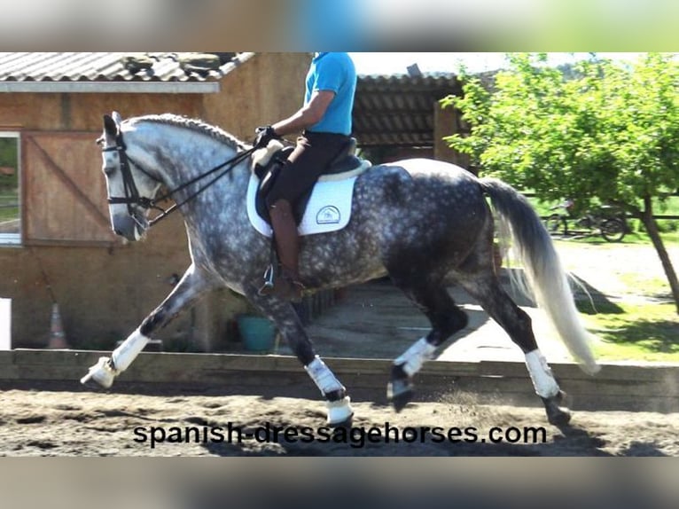 PRE Mestizo Caballo castrado 7 años 165 cm Tordo in Barcelona