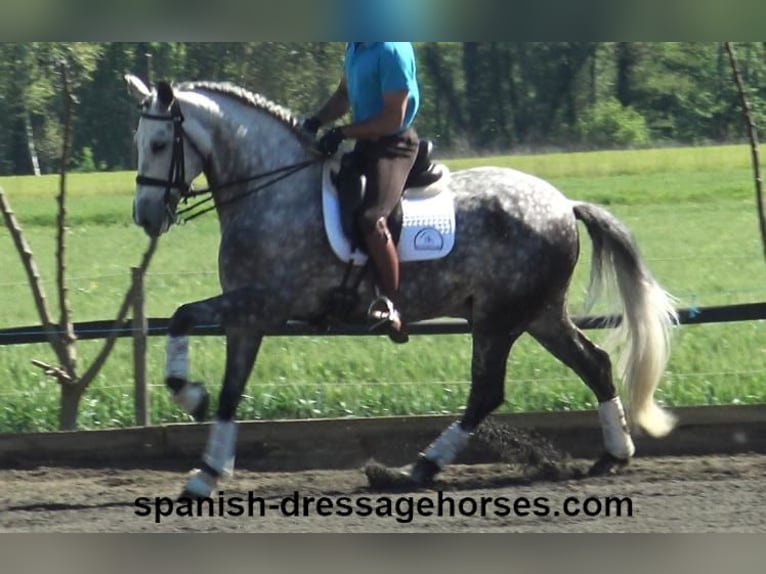 PRE Mestizo Caballo castrado 7 años 165 cm Tordo in Barcelona